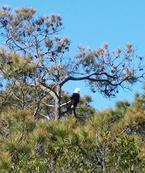 BAld Eagle at Assateaque Island.jpg